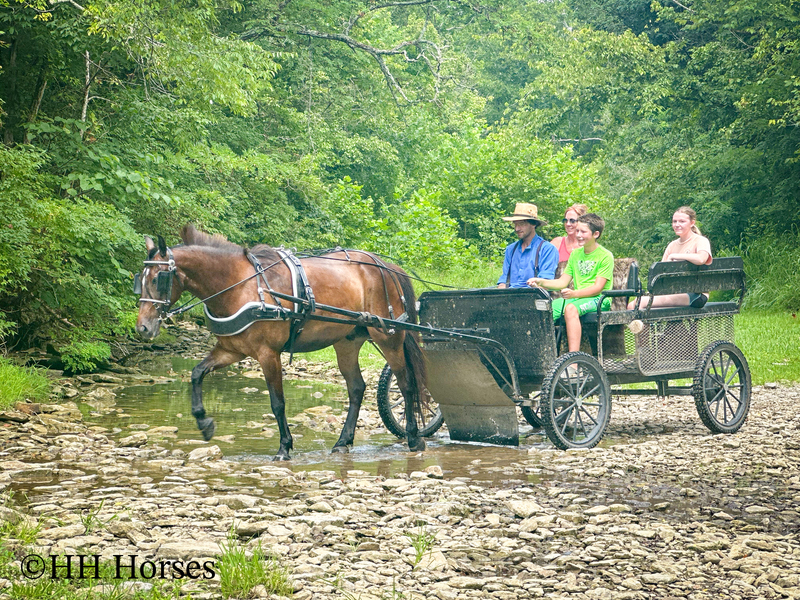 BEGINNER, YOUTH, AND NOVICE FRIENDLY SMOOTH CHOCOLATE ROCKY MOUNTAIN MORGAN CROSSBRED GELDING, RIDES AND DRIVES, GENTLE