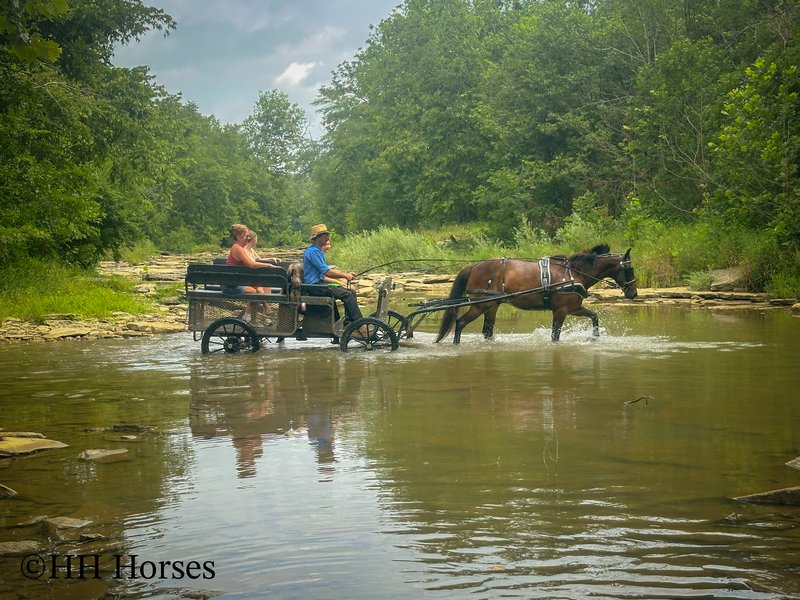 BEGINNER, YOUTH, AND NOVICE FRIENDLY SMOOTH CHOCOLATE ROCKY MOUNTAIN MORGAN CROSSBRED GELDING, RIDES AND DRIVES, GENTLE