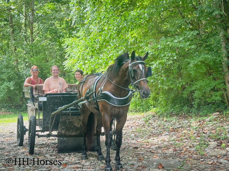 BEGINNER, YOUTH, AND NOVICE FRIENDLY SMOOTH CHOCOLATE ROCKY MOUNTAIN MORGAN CROSSBRED GELDING, RIDES AND DRIVES, GENTLE