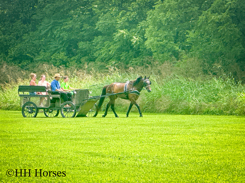 BEGINNER, YOUTH, AND NOVICE FRIENDLY SMOOTH CHOCOLATE ROCKY MOUNTAIN MORGAN CROSSBRED GELDING, RIDES AND DRIVES, GENTLE