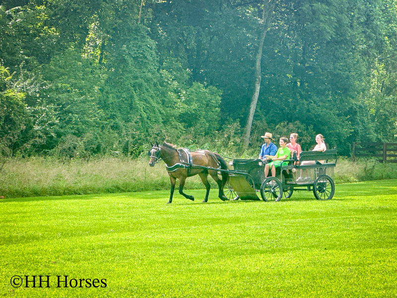 BEGINNER, YOUTH, AND NOVICE FRIENDLY SMOOTH CHOCOLATE ROCKY MOUNTAIN MORGAN CROSSBRED GELDING, RIDES AND DRIVES, GENTLE