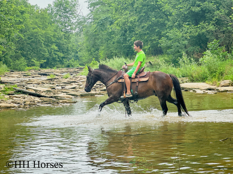 BEGINNER, YOUTH, AND NOVICE FRIENDLY SMOOTH CHOCOLATE ROCKY MOUNTAIN MORGAN CROSSBRED GELDING, RIDES AND DRIVES, GENTLE