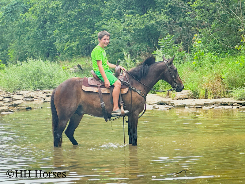 BEGINNER, YOUTH, AND NOVICE FRIENDLY SMOOTH CHOCOLATE ROCKY MOUNTAIN MORGAN CROSSBRED GELDING, RIDES AND DRIVES, GENTLE