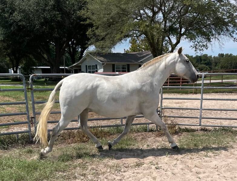 Gisele LHR, Do Everything Spanish Andalusian Mare
