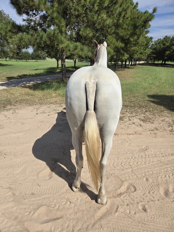 Gisele LHR, Do Everything Spanish Andalusian Mare