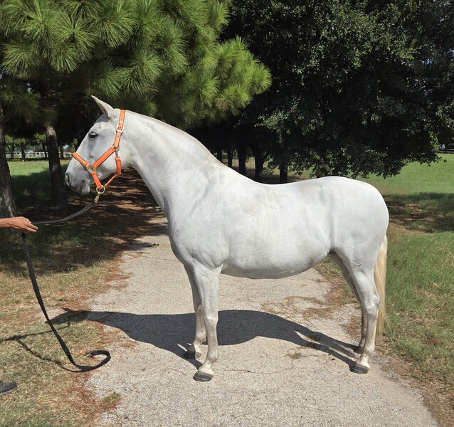 Gisele LHR, Do Everything Spanish Andalusian Mare