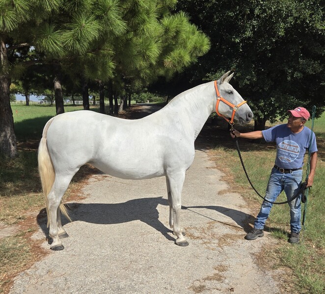Gisele LHR, Do Everything Spanish Andalusian Mare