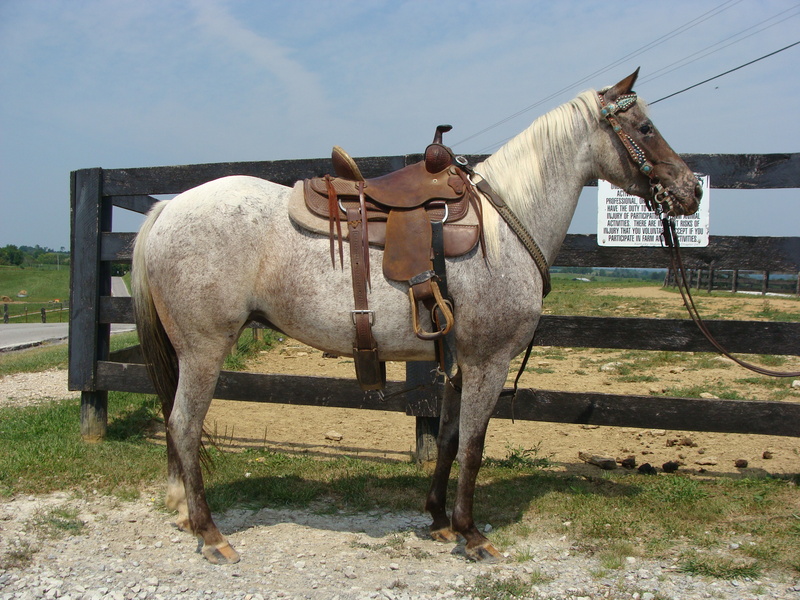 POA Horses for Sale