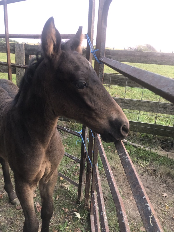 Gorgeous Bay Weanling Colt 