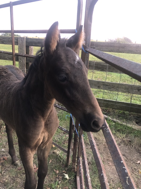Gorgeous Bay Weanling Colt 