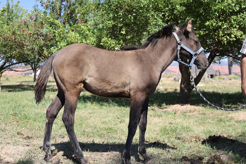 Gorgeous Dark Grulla Weanling Filly 