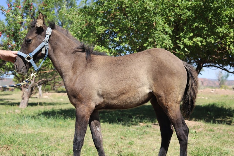 Gorgeous Dark Grulla Weanling Filly 