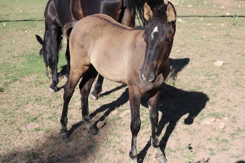 Gorgeous Dark Grulla Weanling Filly 