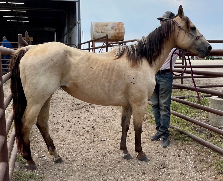 5734 AQHA Reg 2004 Buckskin Mare IMA GOLDEN CRUISER For Sale in Goodhue