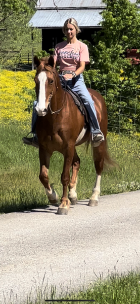 15 Hand 16 Year Old Smooth Seasoned Trail Horse