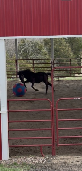 Well Bred Stallion/Show Prospect!