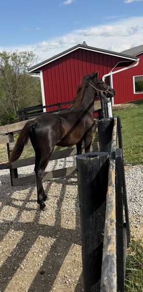 Well Bred Stallion/Show Prospect!