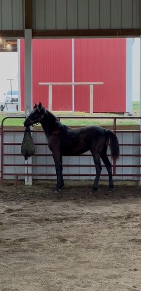 Well Bred Stallion/Show Prospect!