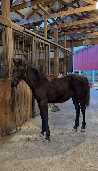 Well Bred Stallion/Show Prospect!