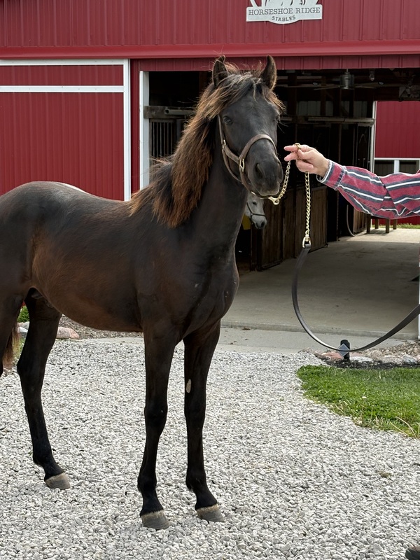 Well Bred Stallion/Show Prospect!
