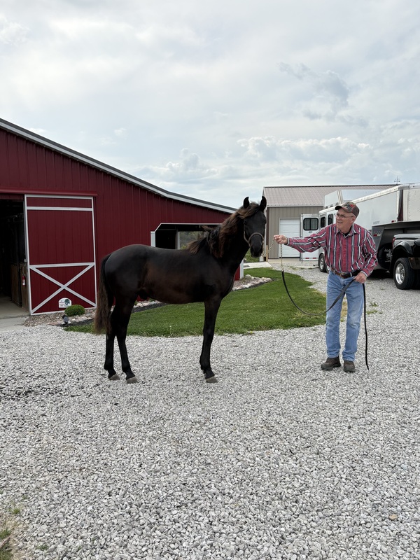 Well Bred Stallion/Show Prospect!