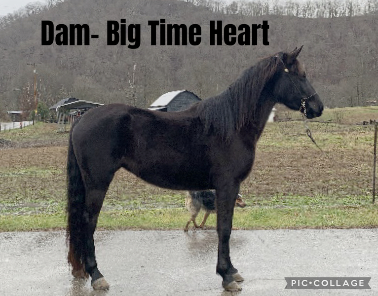 Well Bred Stallion/Show Prospect!