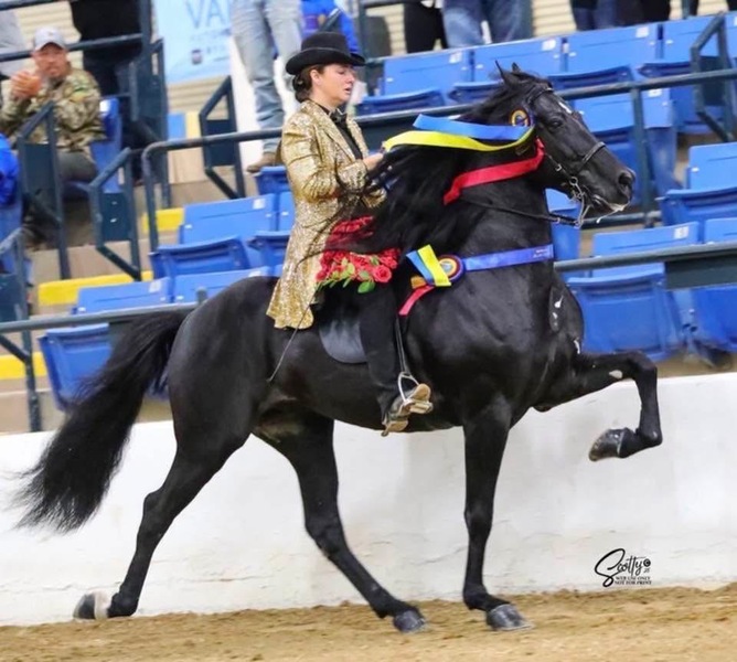 Well Bred Stallion/Show Prospect!