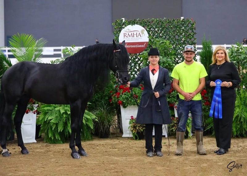 Well Bred Stallion/Show Prospect!
