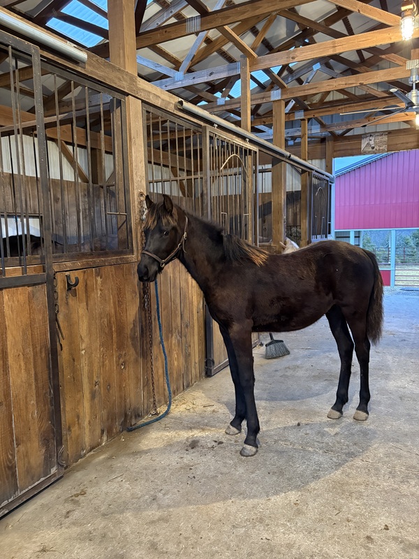 Well Bred Stallion/Show Prospect!