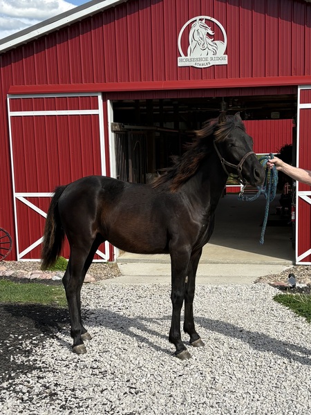 Well Bred Stallion/Show Prospect!