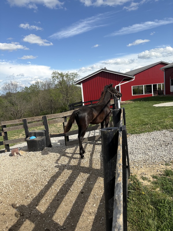 Well Bred Stallion/Show Prospect!