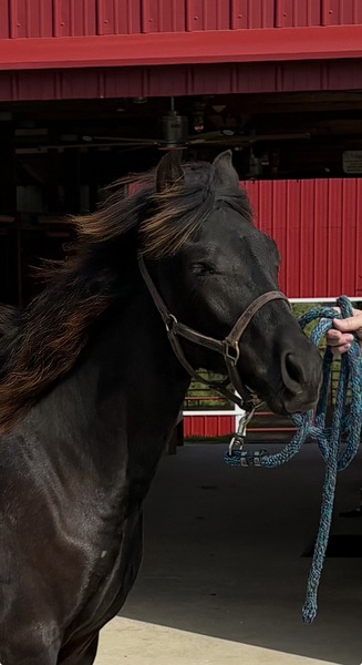 Well Bred Stallion/Show Prospect!