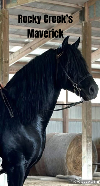Well Bred Stallion/Show Prospect!