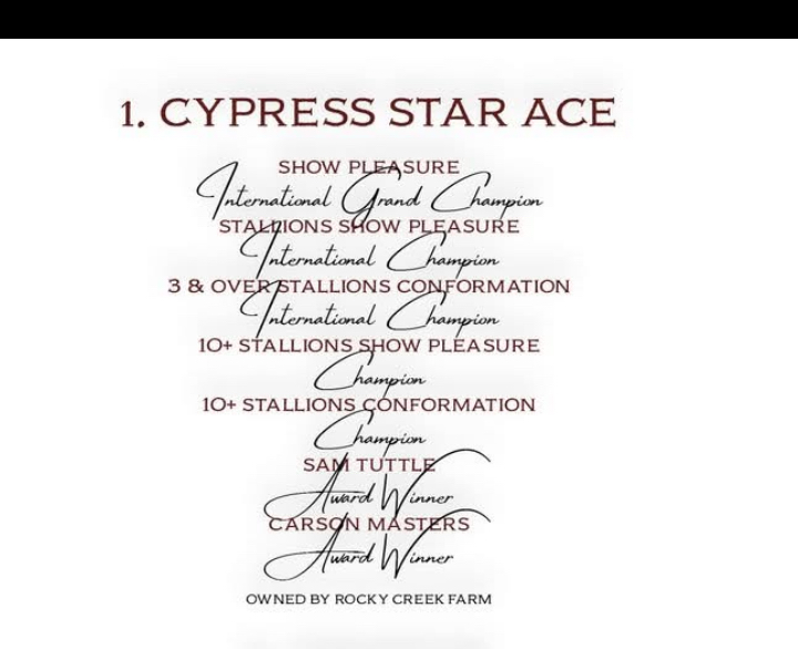 Well Bred Stallion/Show Prospect!