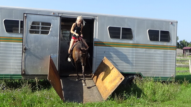 bombproof beginner safe blue roan TWH 30 Day GUARANTEE