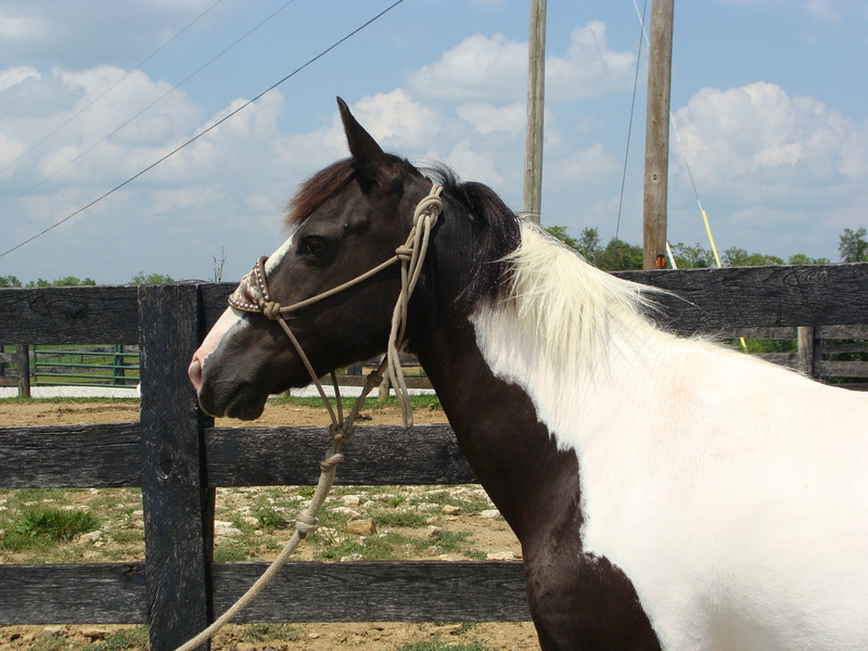BEGINNER AND YOUTH FRIENDLY BLACK AND WHITE TOBIANO PAINT MARE, GENTLE AND QUIET For Sale in