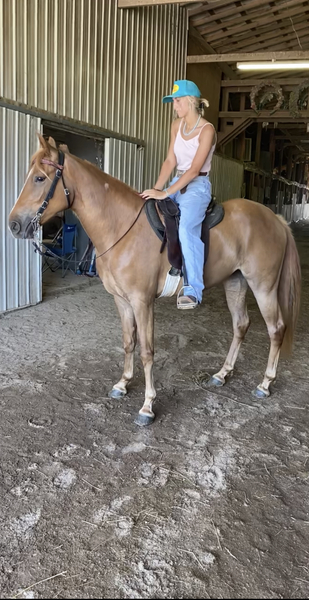 Beautiful Sweet Easy To Ride Filly 