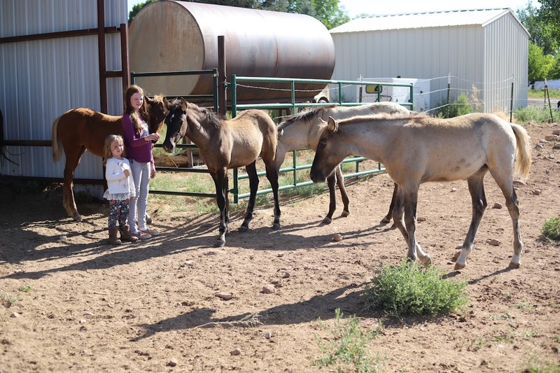 Well Bred Beautiful Silver Grulla Weanling 