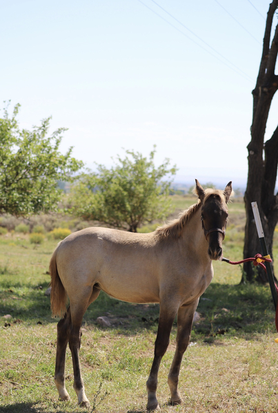 Well Bred Beautiful Silver Grulla Weanling 