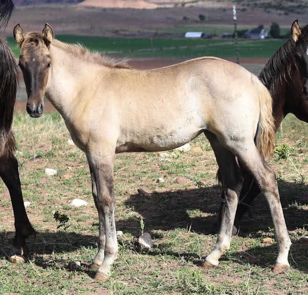 Well Bred Beautiful Silver Grulla Weanling 