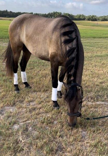 2021 Rose Gray Gelding for sale