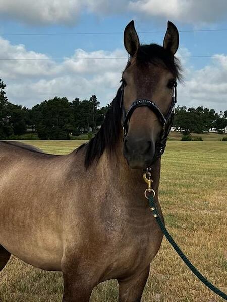 2021 Rose Gray Gelding for sale