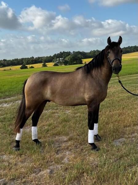 2021 Rose Gray Gelding for sale