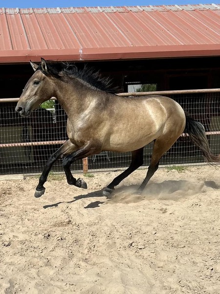 2021 Rose Gray Gelding for sale