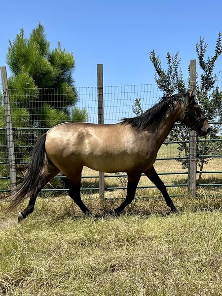 2021 Rose Gray Gelding for sale