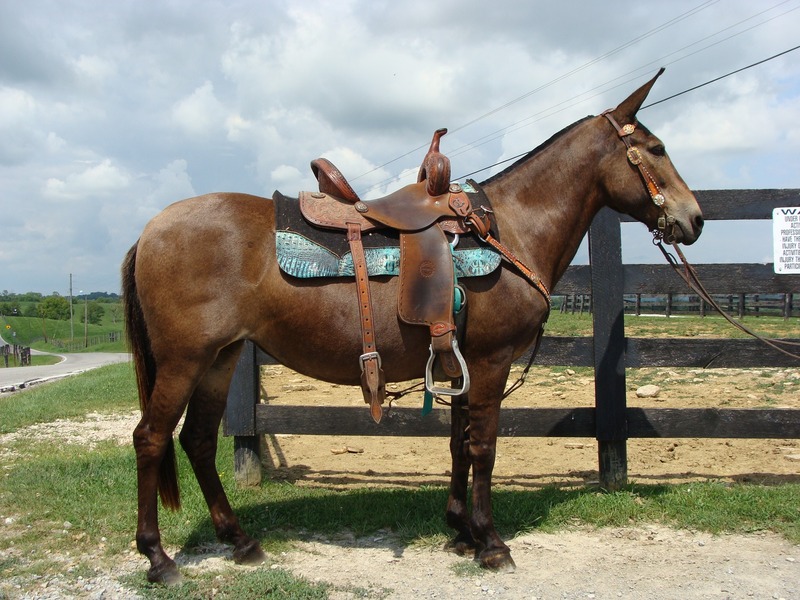 BEGINNER SAFE GRULLA MOLLY MULE, GENTLE AND EASY TO RIDE For Sale in ...