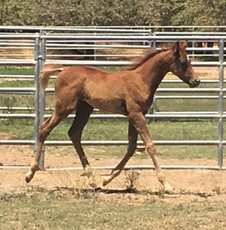 A Breeding Ownership Opportunity of a Lifetime