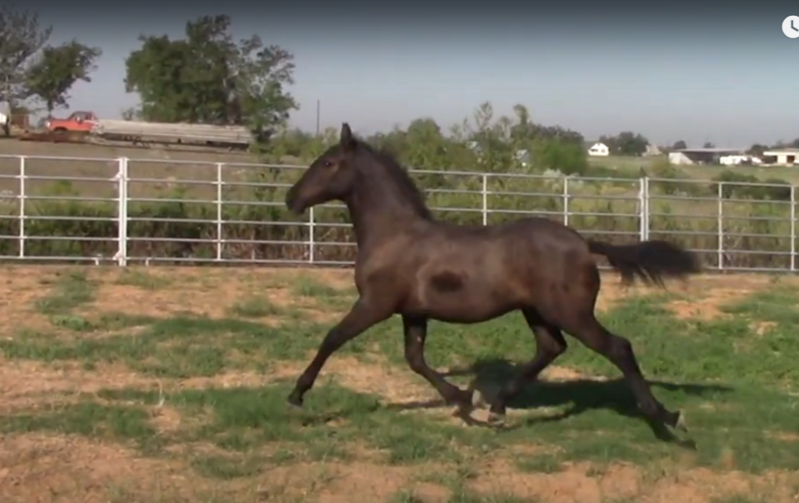 Warlander Colt for sale