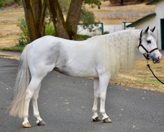 14.1 HAND SUPER CUTE 4 YEAR OLD PHAA