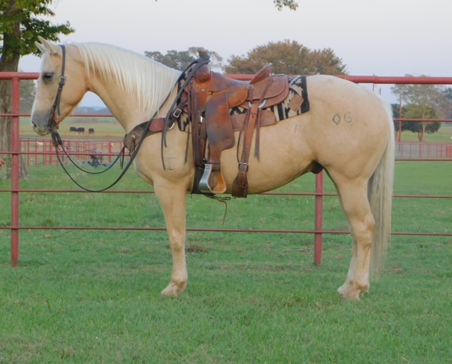 Palomino Horses Gelding Horses for Sale Jerviss Quarter Horses, Oak View